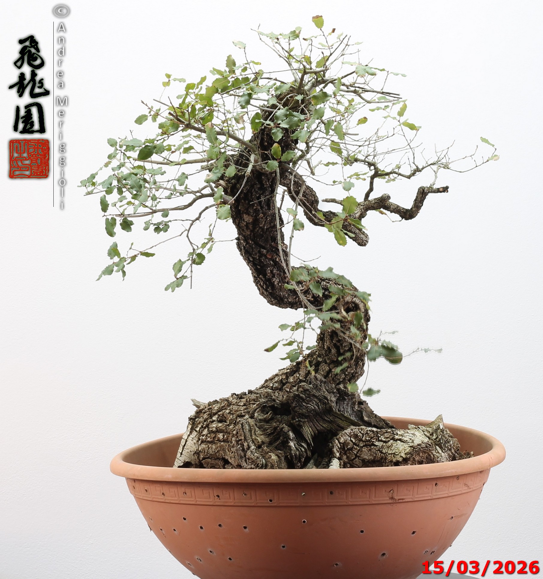 Quercus pubescens - immagine 18