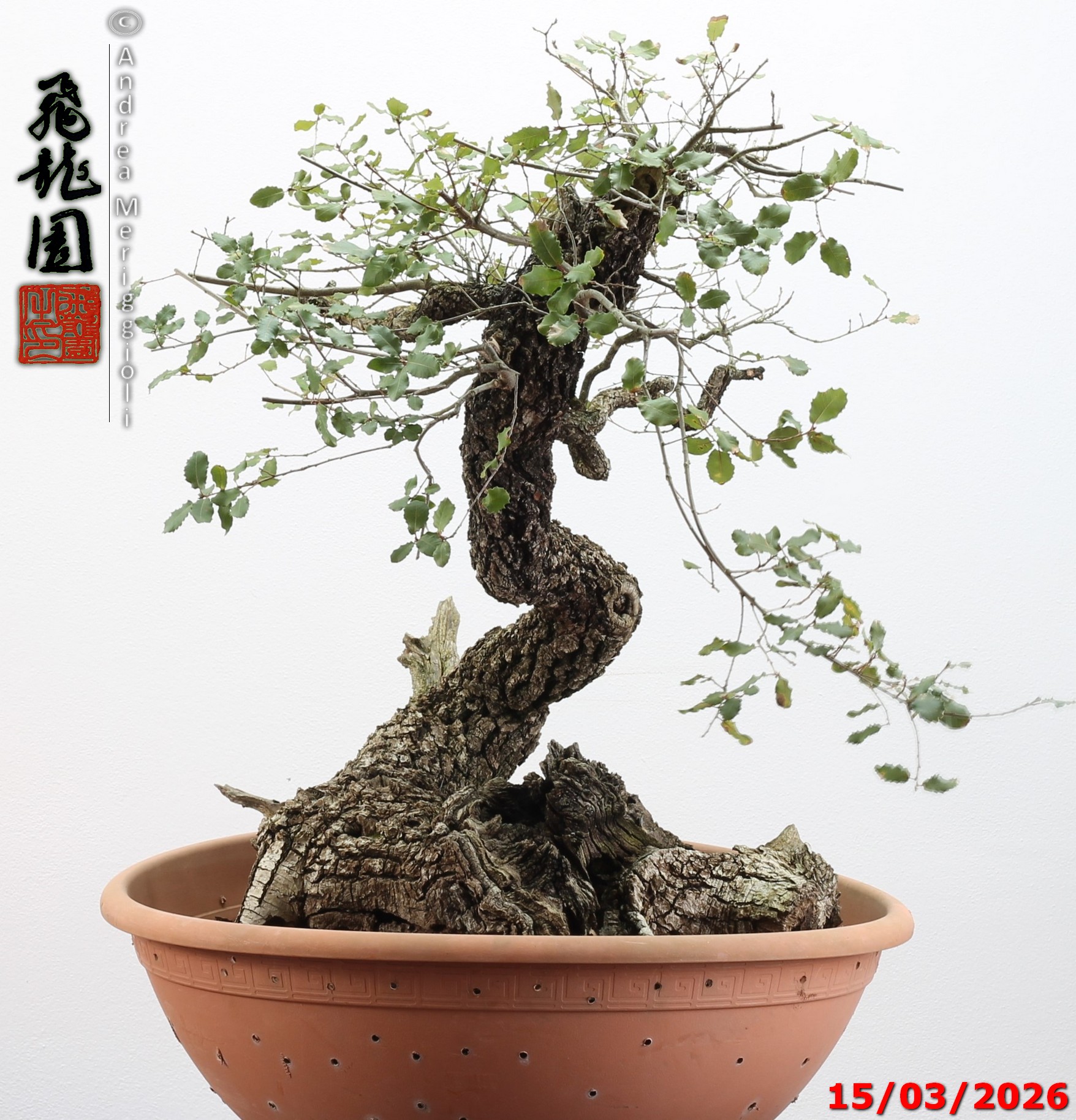 Quercus pubescens - immagine 17