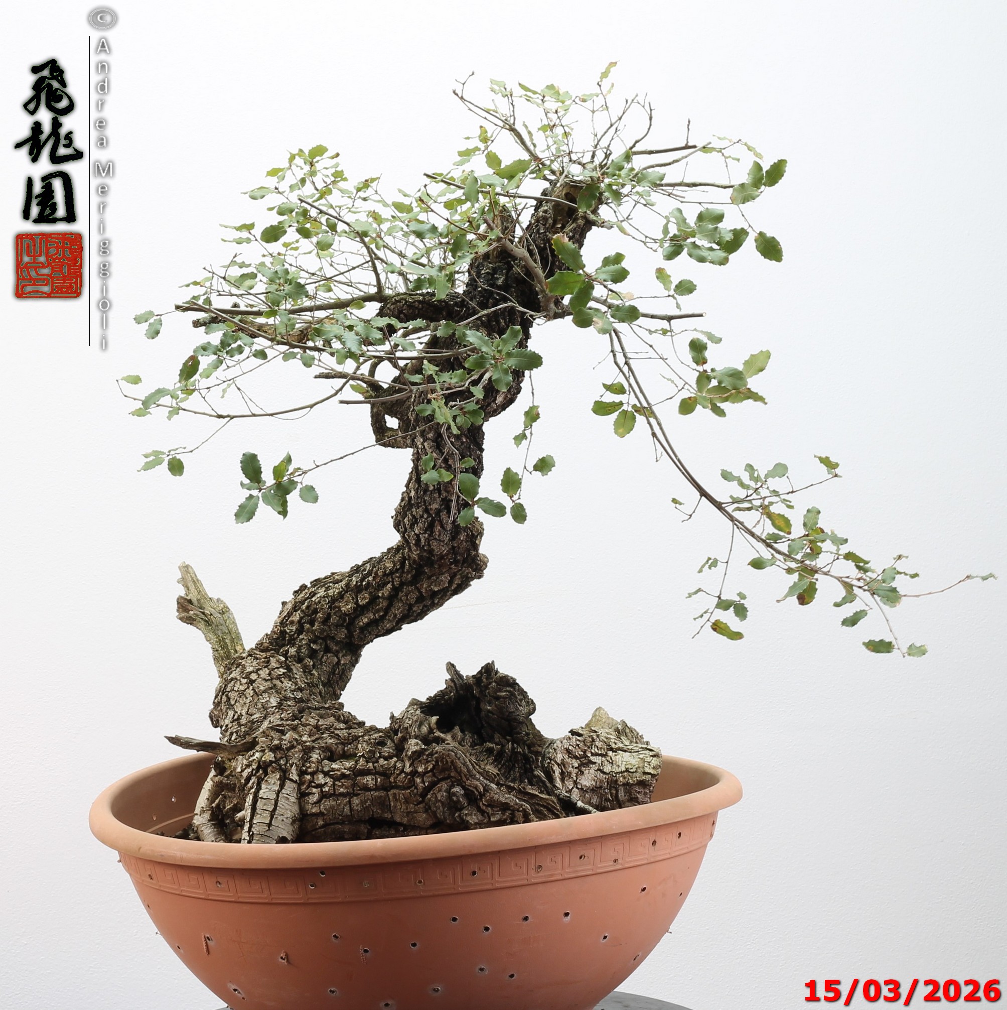 Quercus pubescens - immagine 16