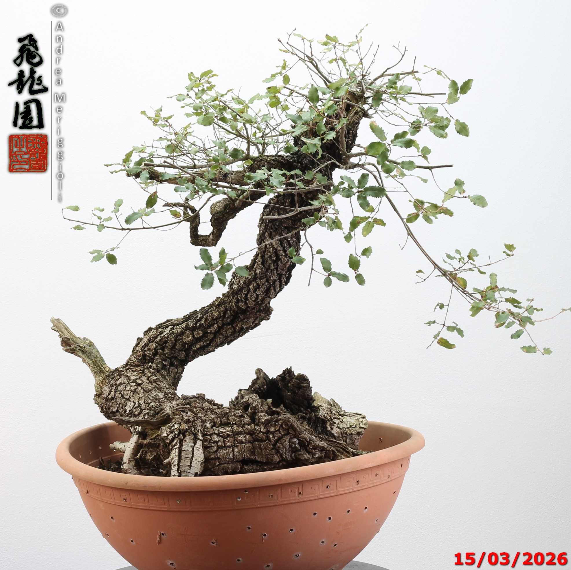 Quercus pubescens - immagine 15