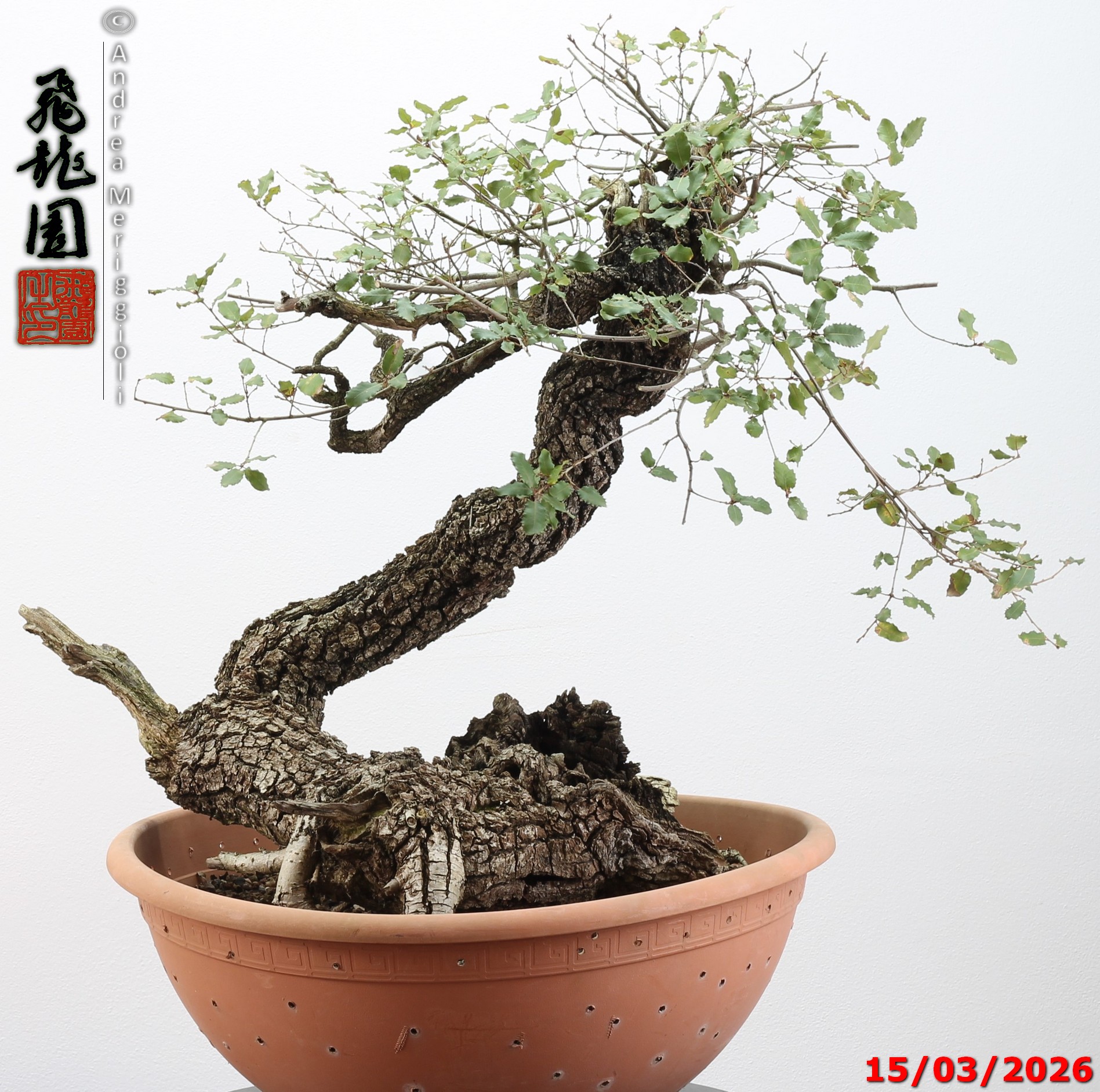 Quercus pubescens - immagine 14