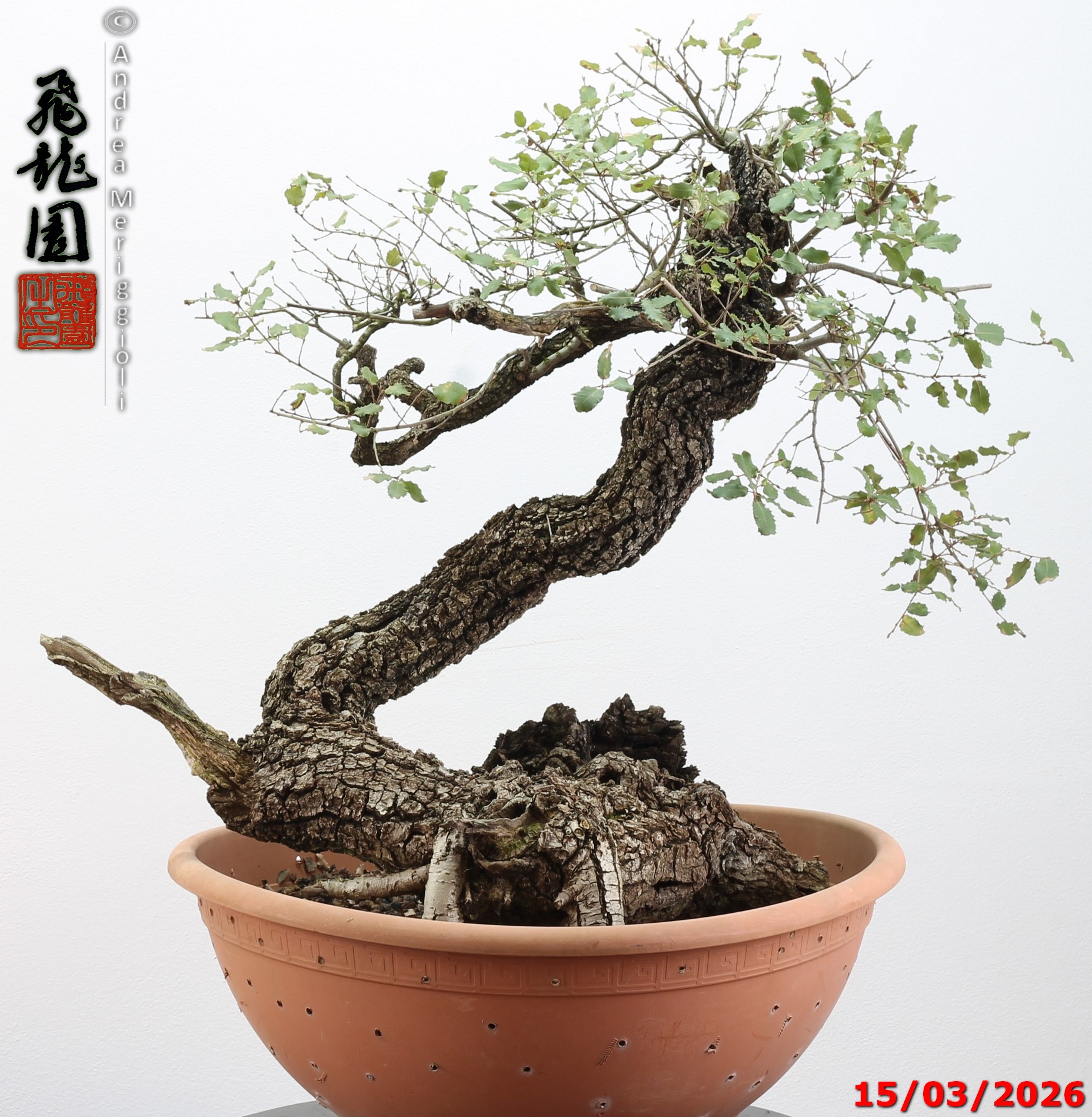 Quercus pubescens - immagine 13