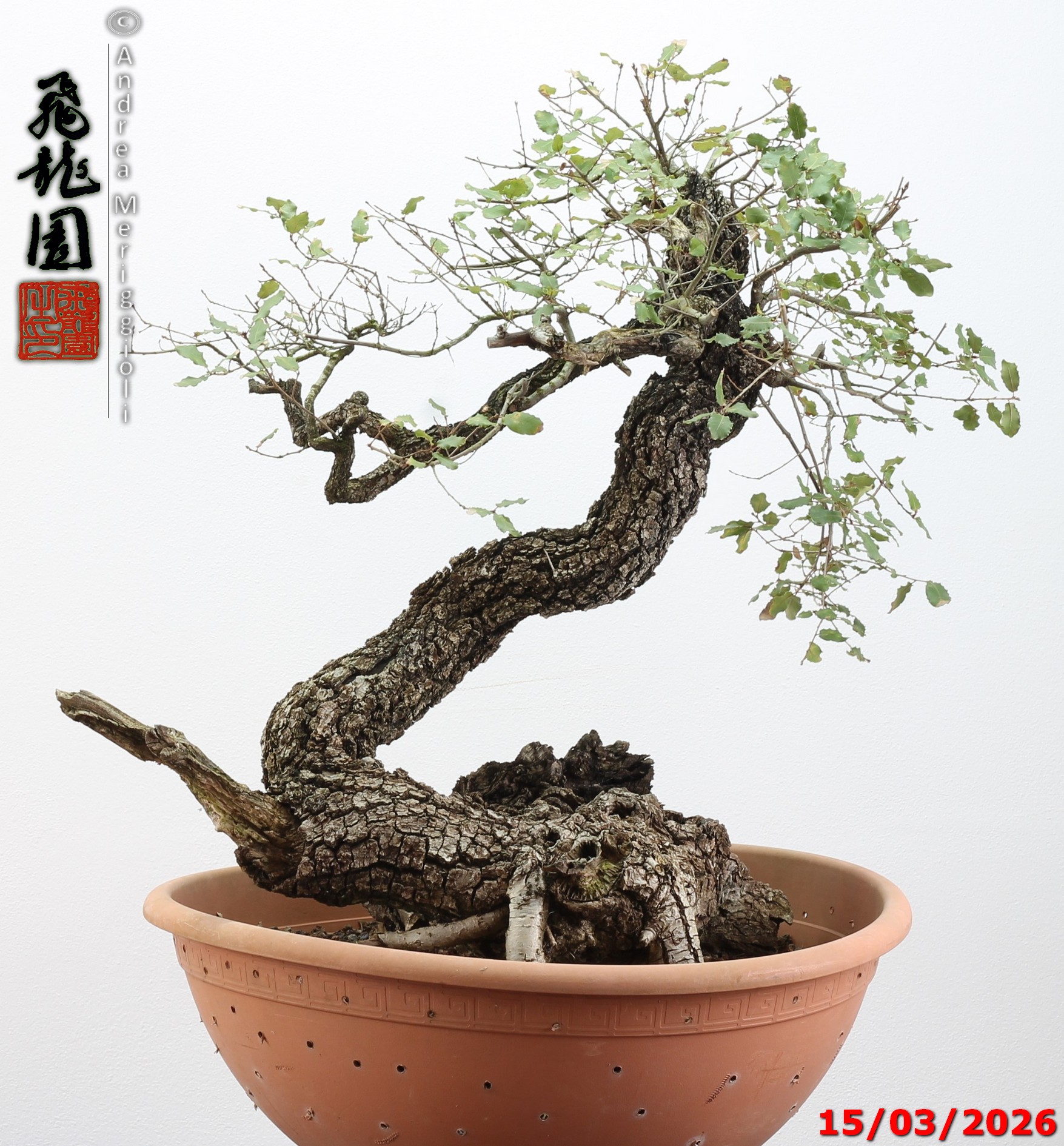 Quercus pubescens - immagine 12