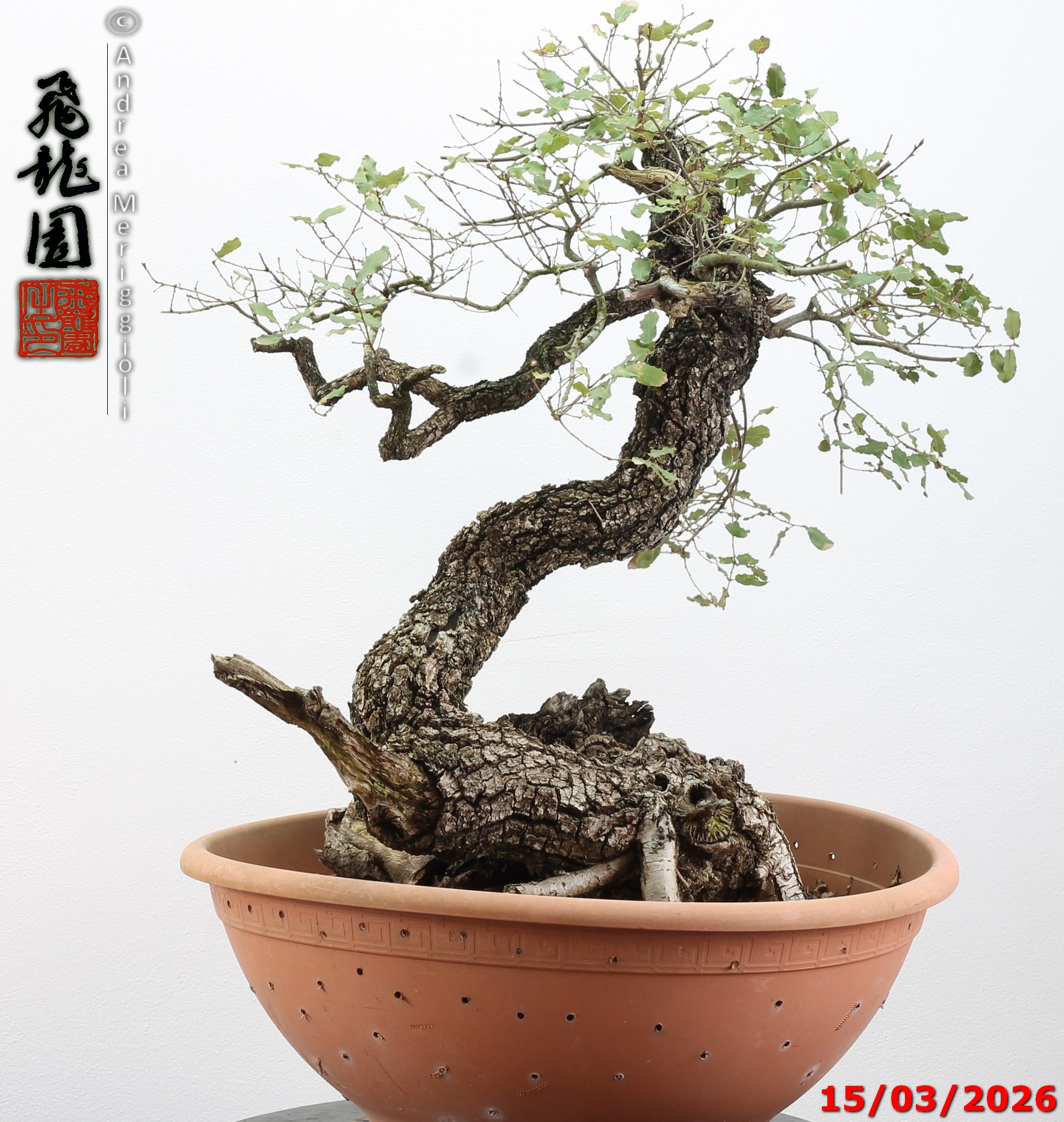 Quercus pubescens - immagine 11