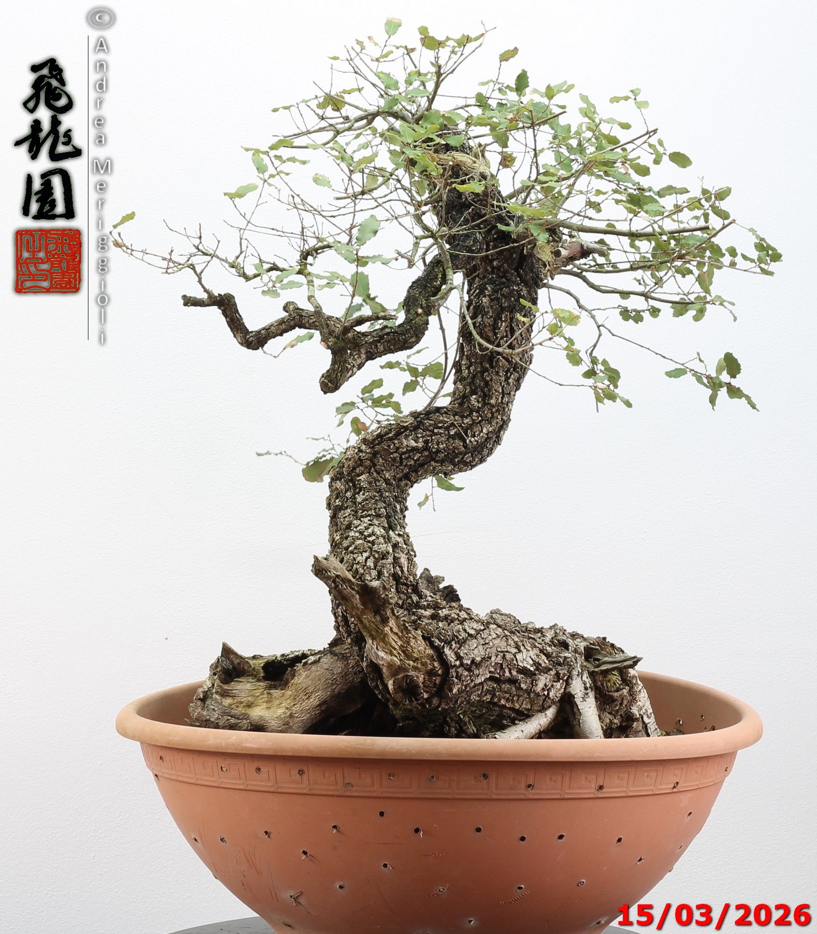 Quercus pubescens - immagine 10