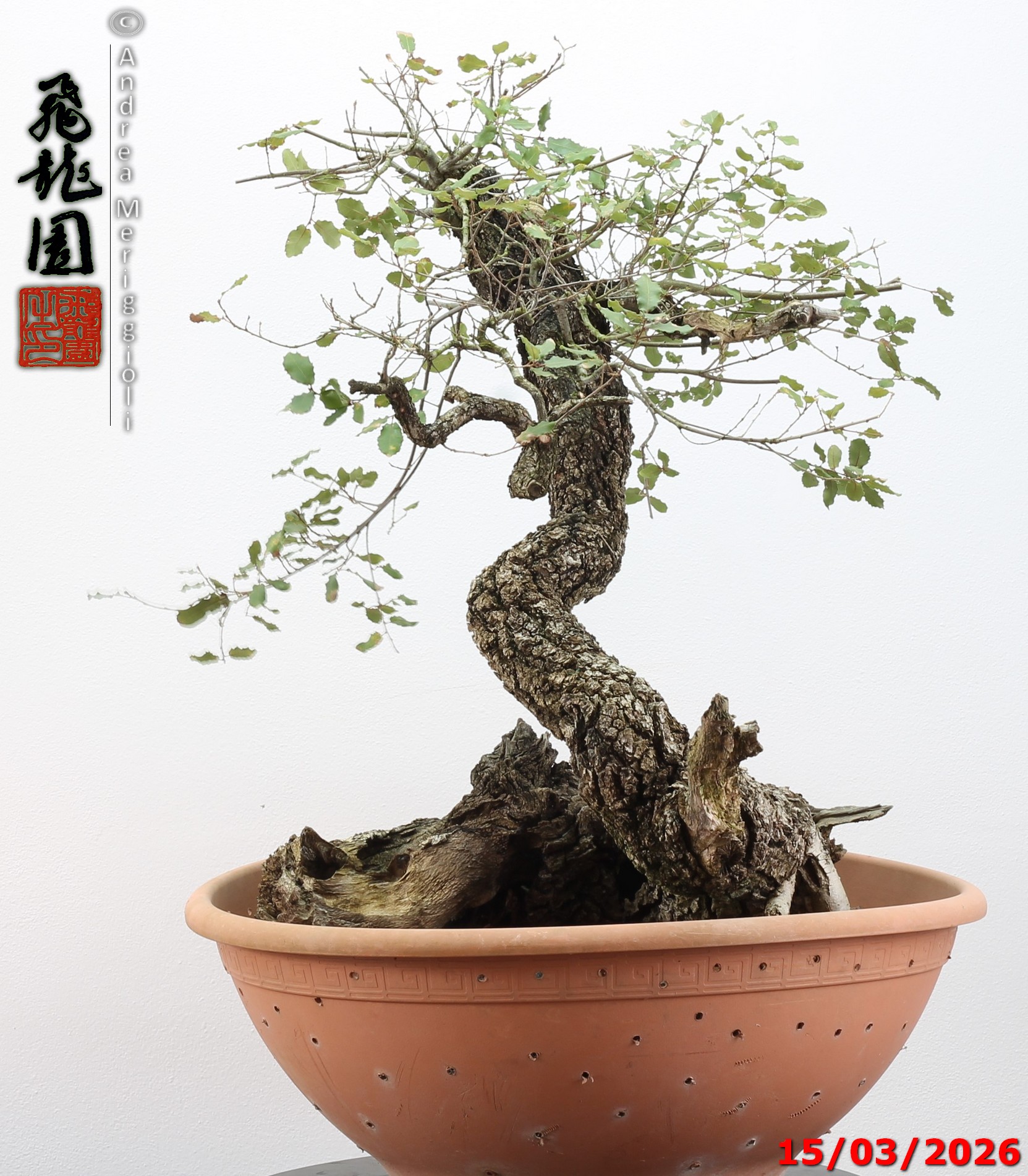 Quercus pubescens - immagine 9