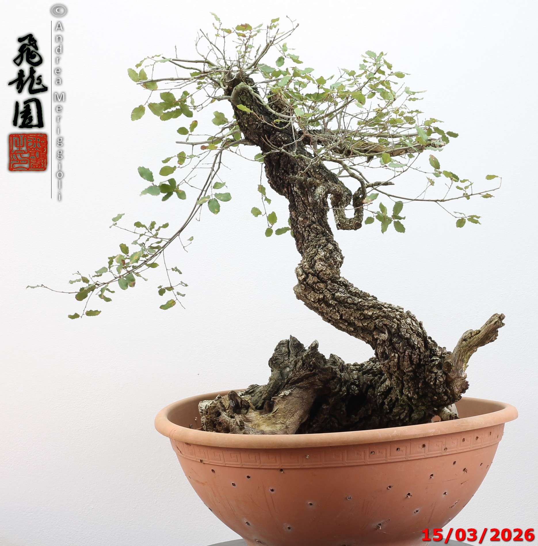 Quercus pubescens - immagine 8