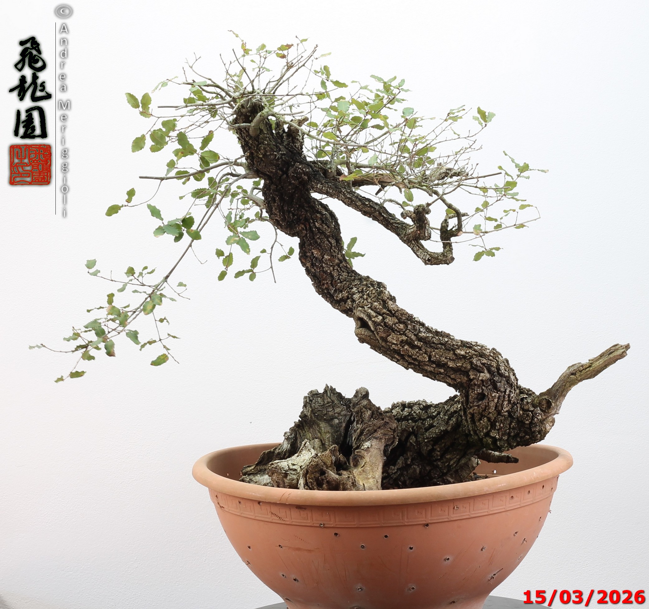 Quercus pubescens - immagine 7