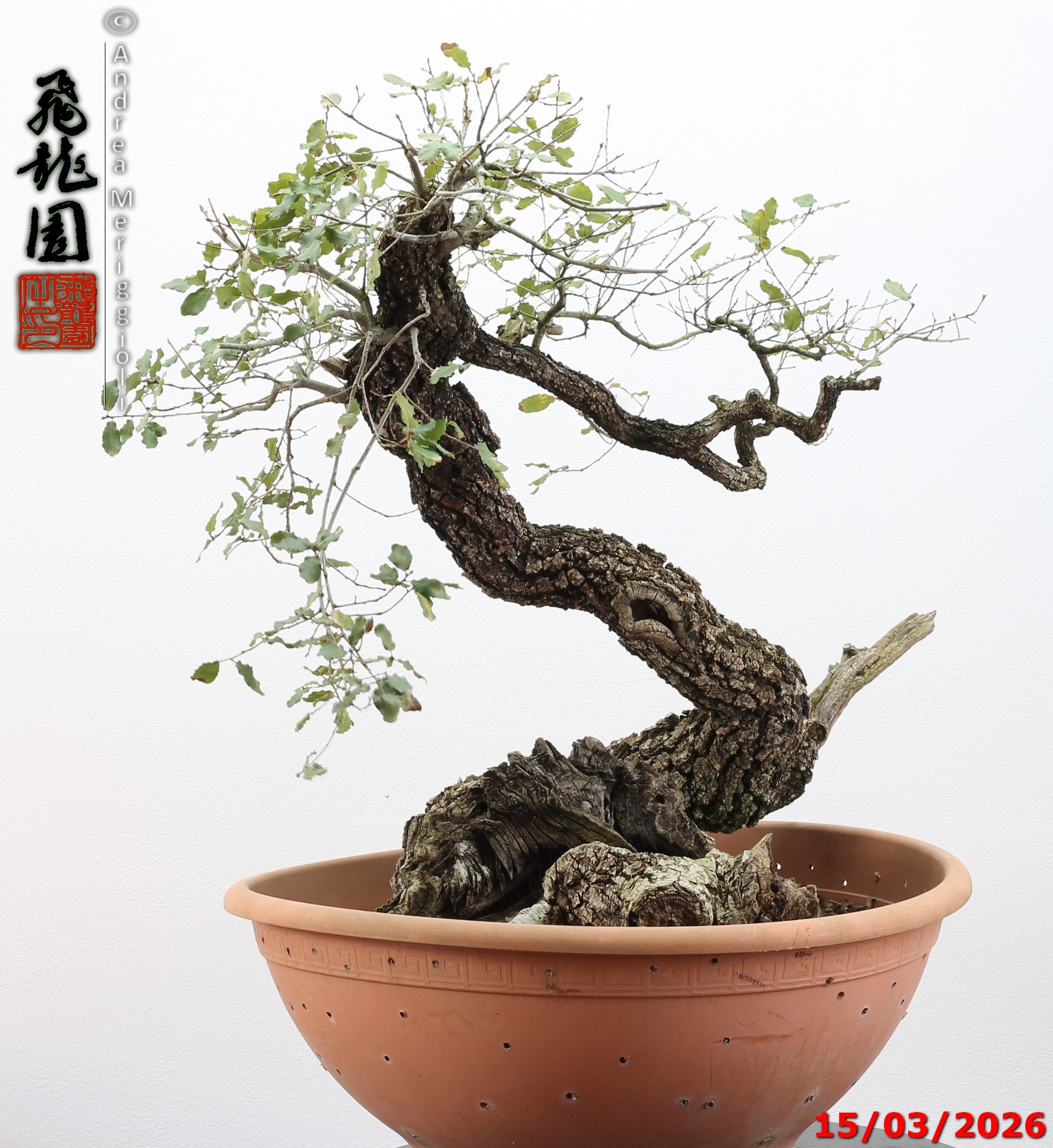 Quercus pubescens - immagine 5