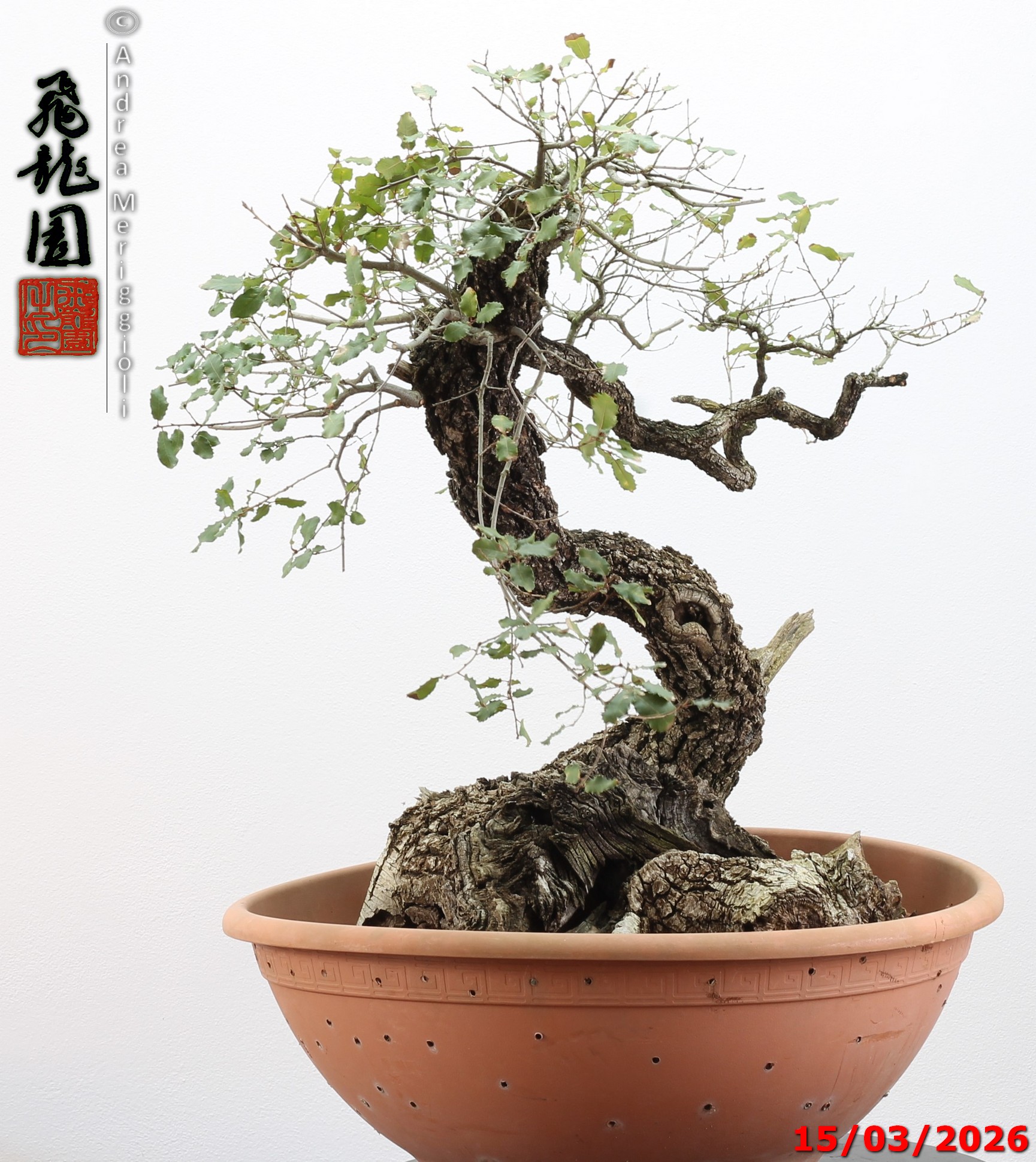 Quercus pubescens - immagine 4