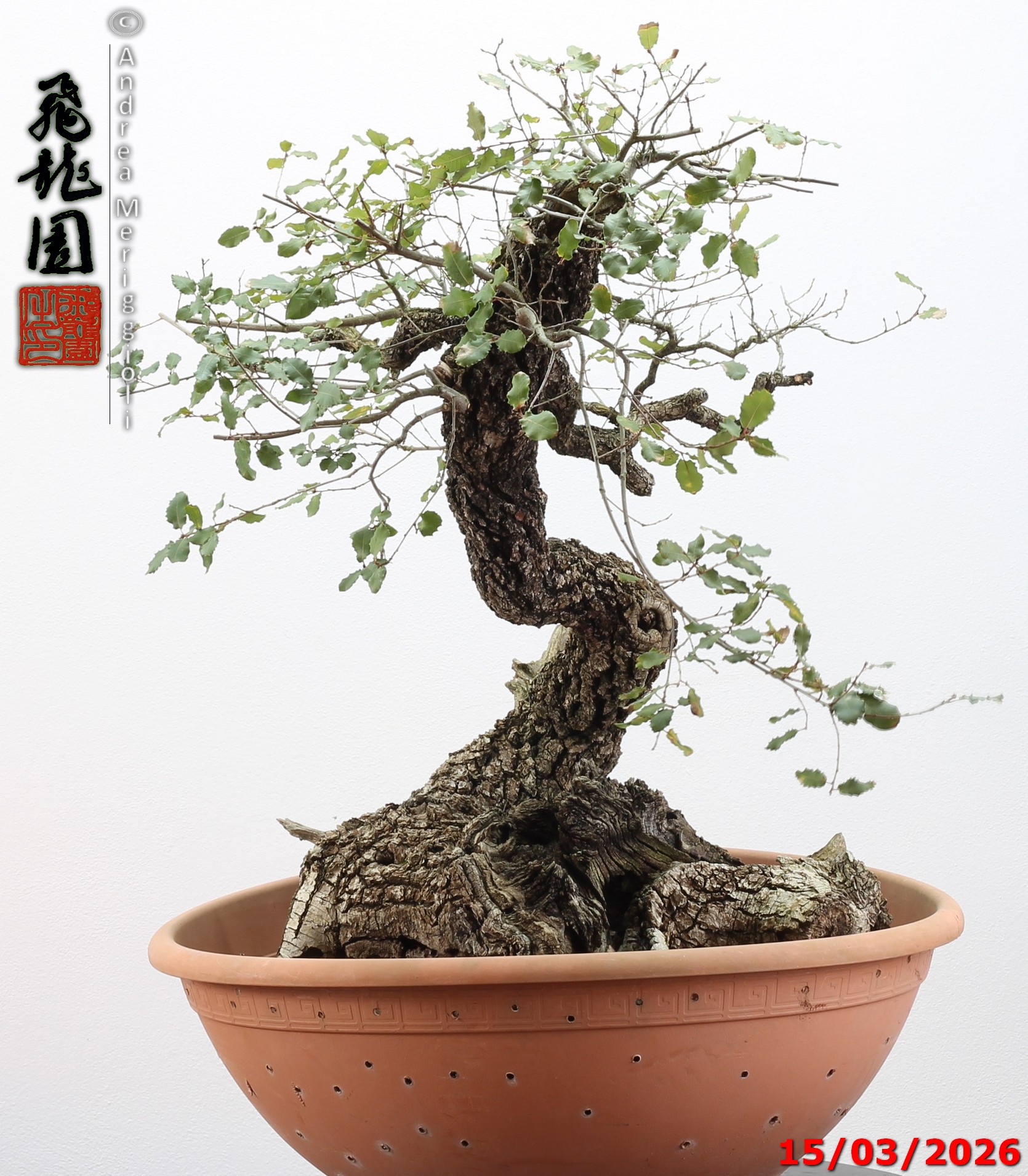 Quercus pubescens - immagine 3