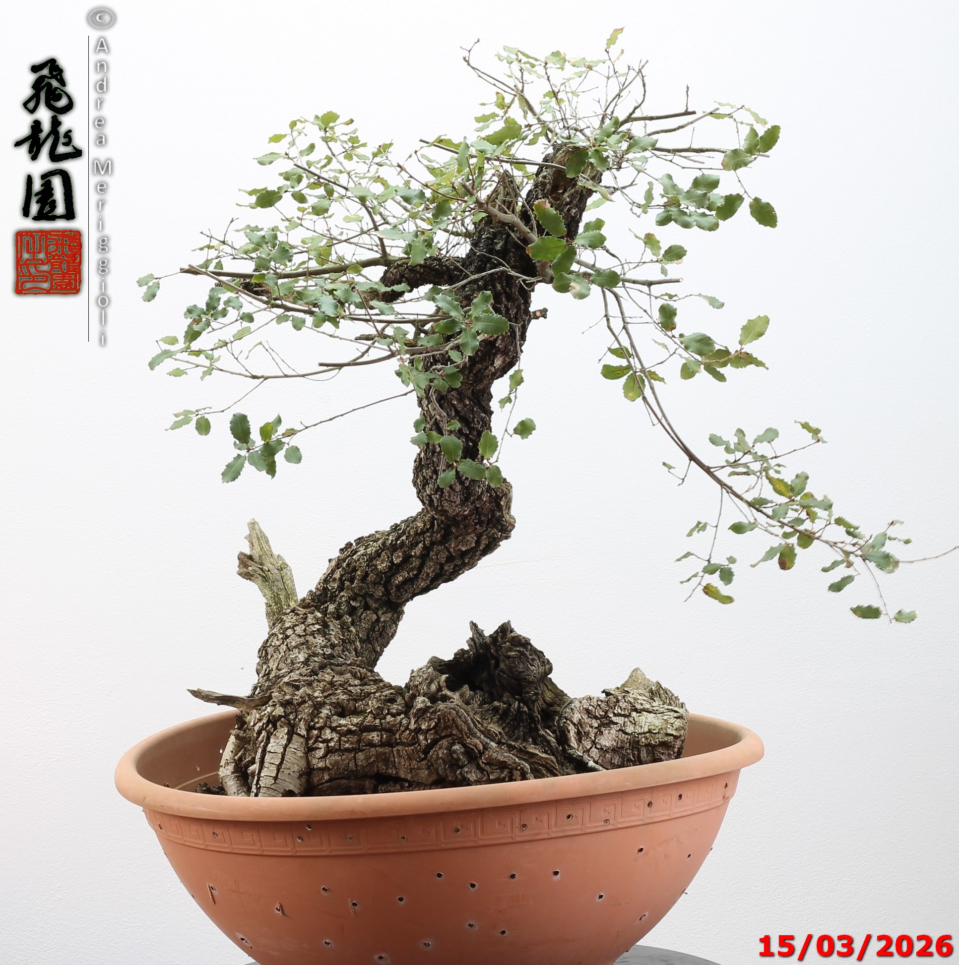 Quercus pubescens - immagine 2