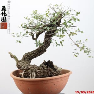 Quercus pubescens