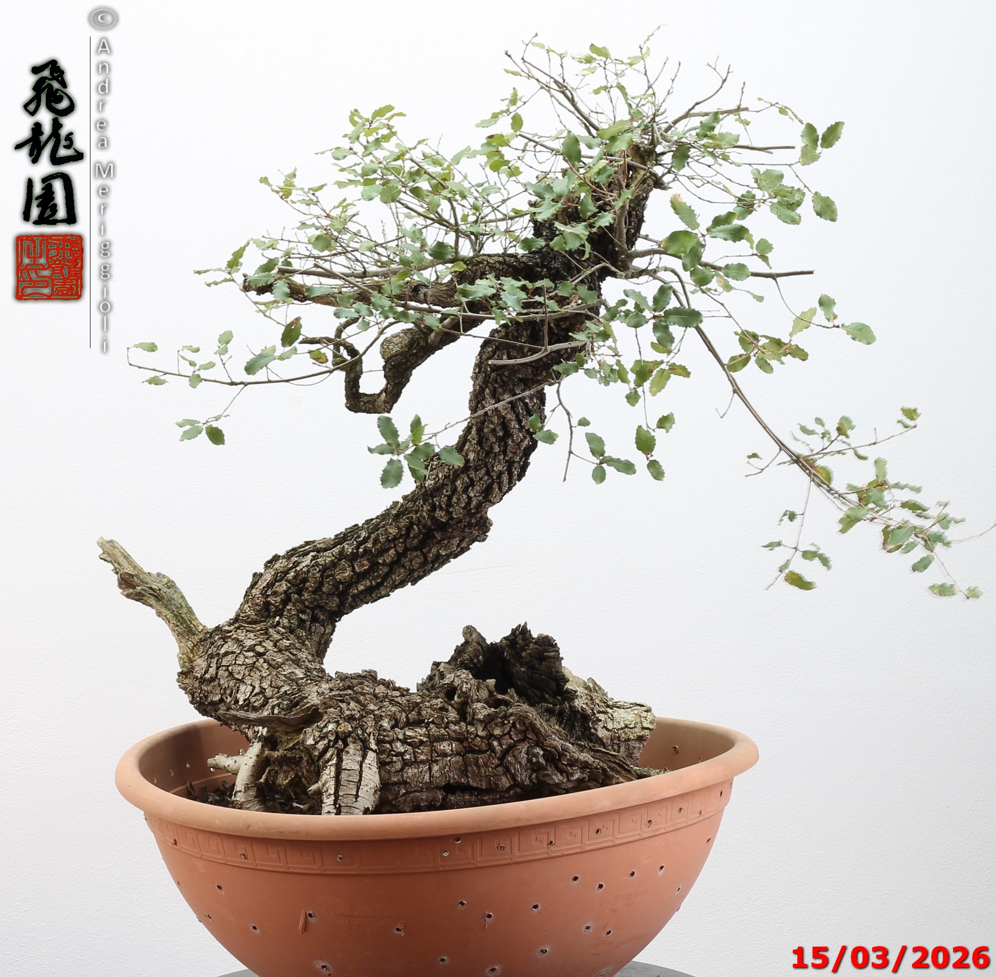 Quercus pubescens