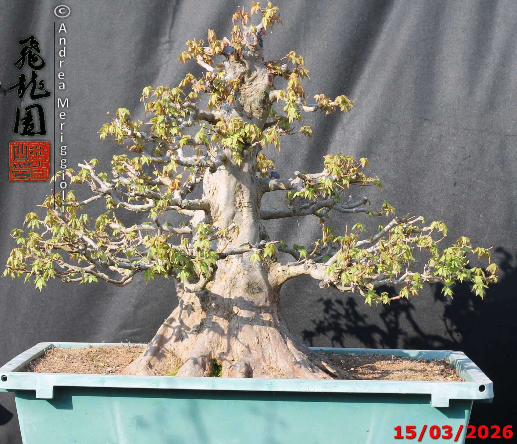 Acer buergerianum - immagine 16