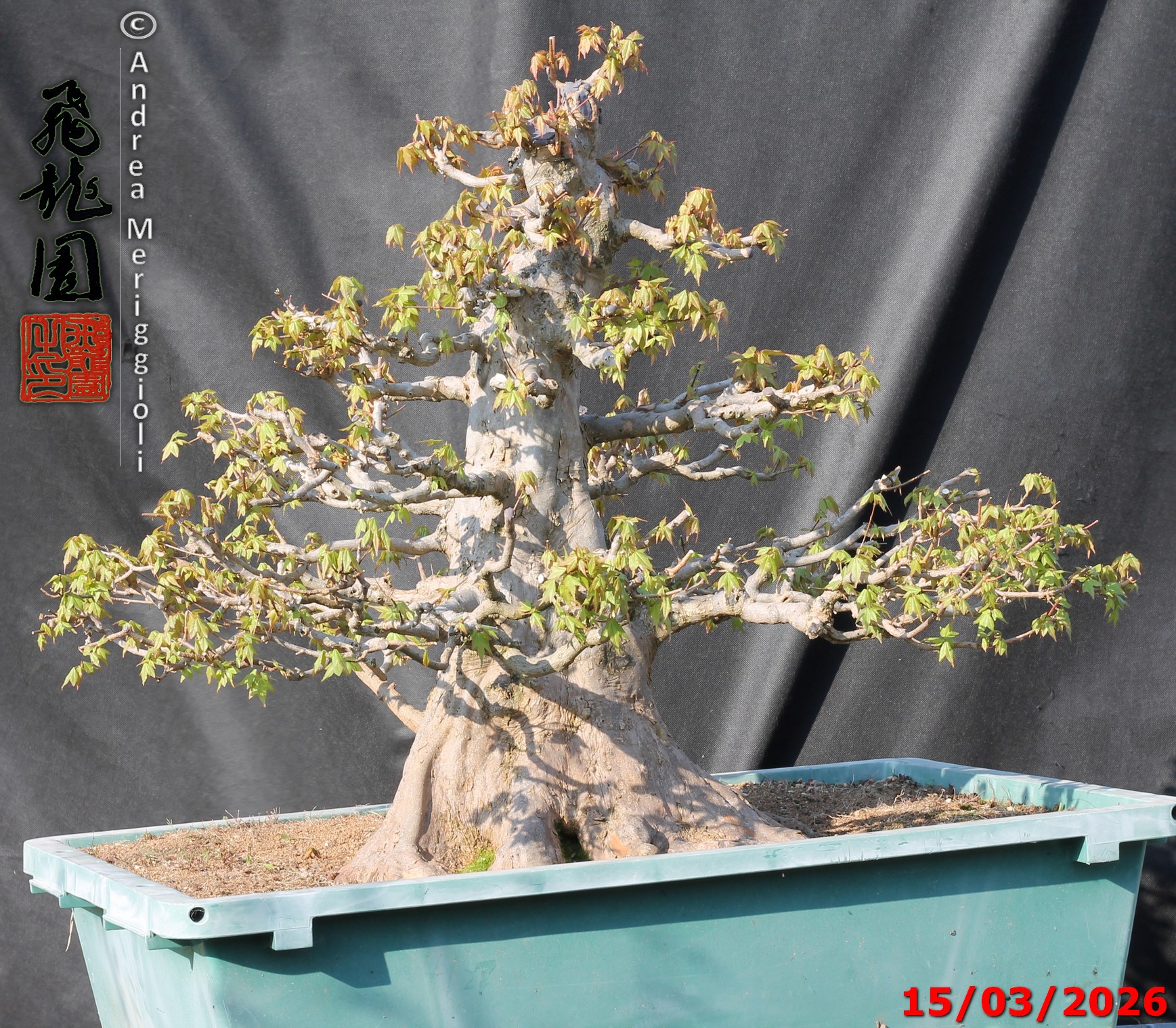 Acer buergerianum - immagine 15