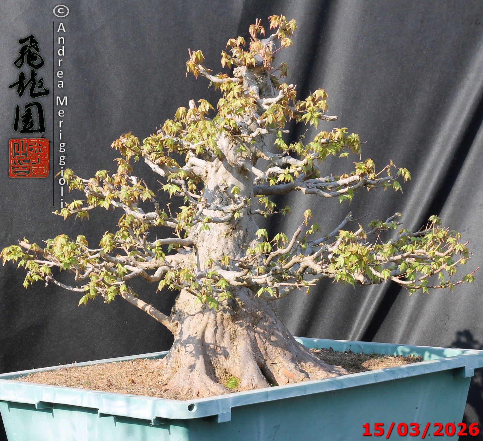 Acer buergerianum - immagine 14