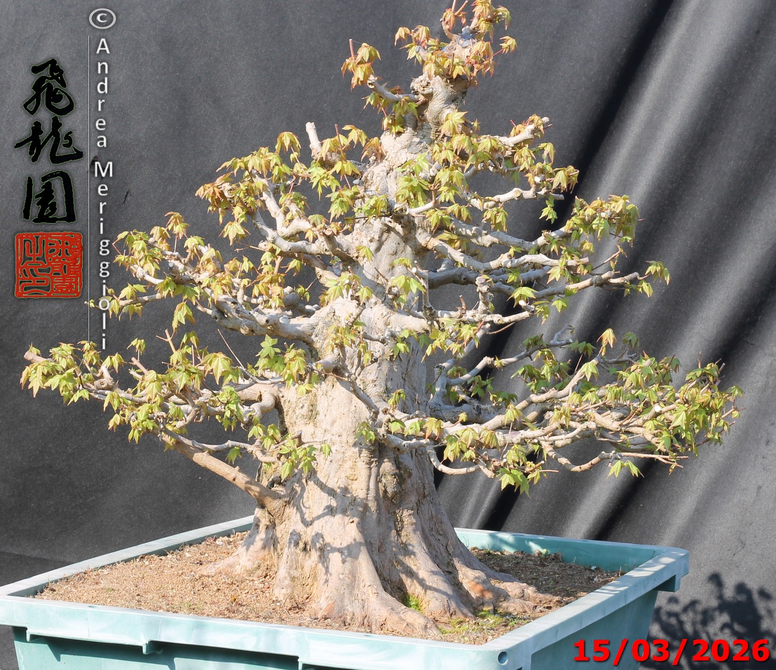 Acer buergerianum - immagine 13