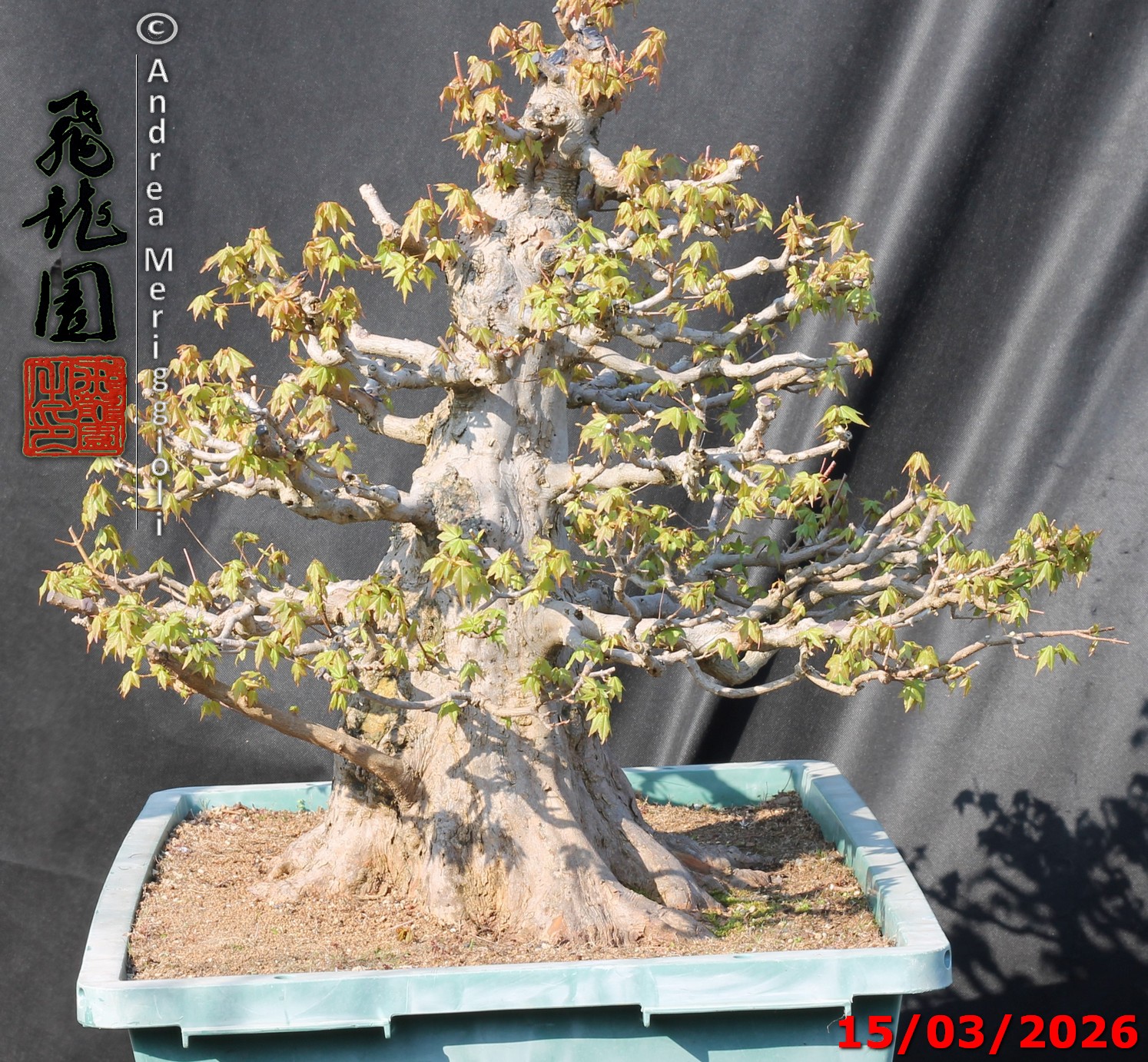 Acer buergerianum - immagine 12