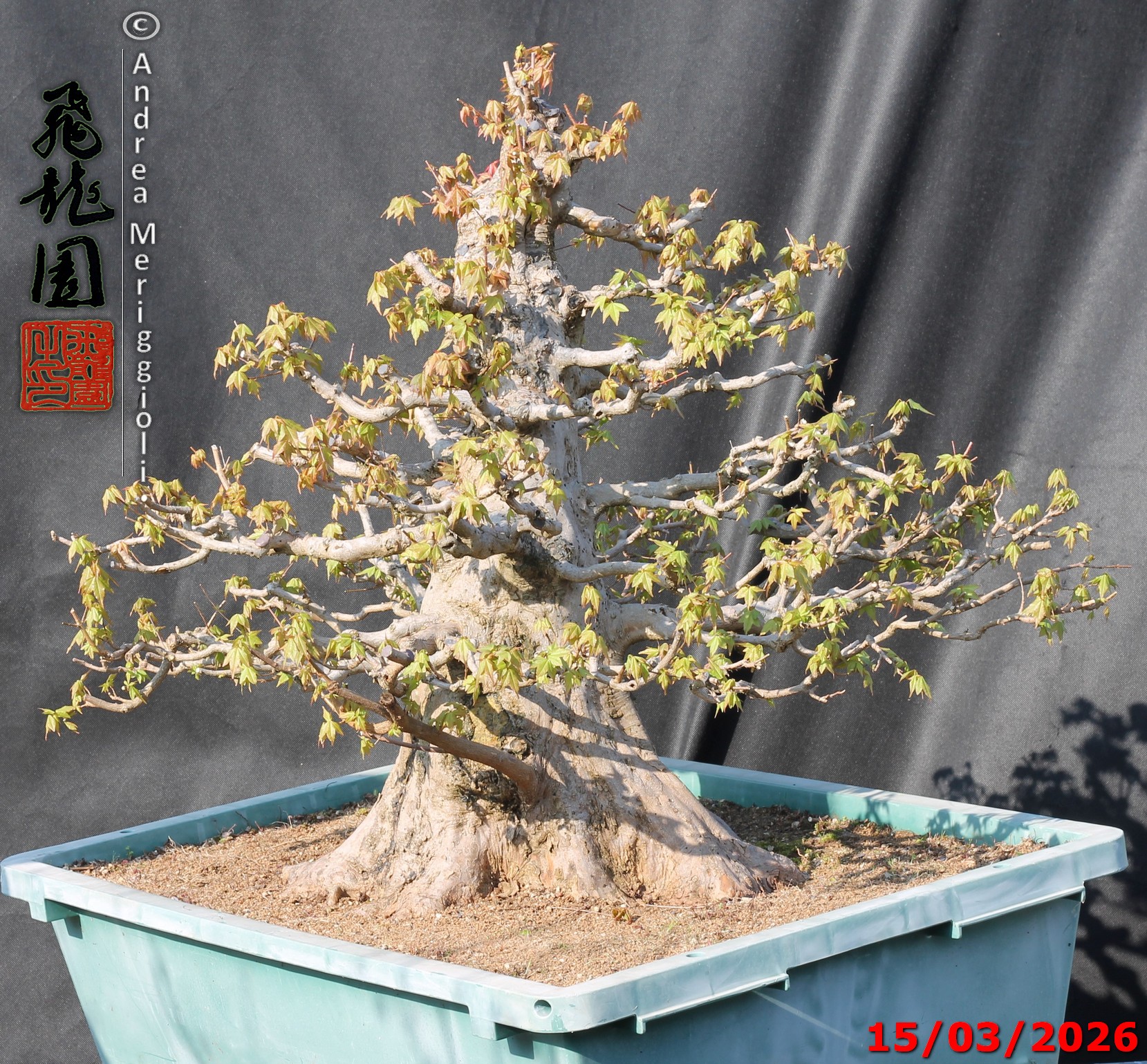 Acer buergerianum - immagine 11