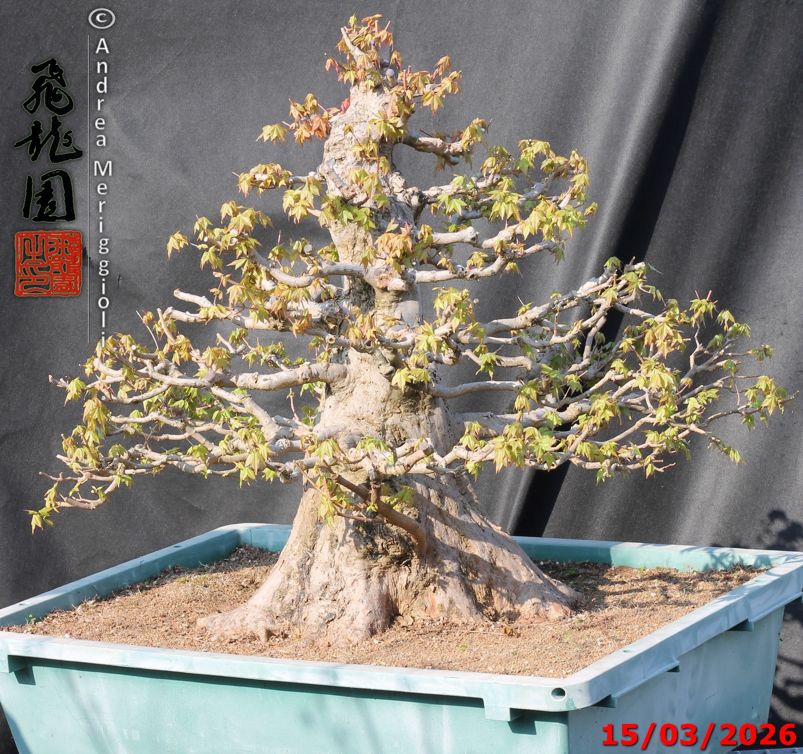 Acer buergerianum - immagine 10