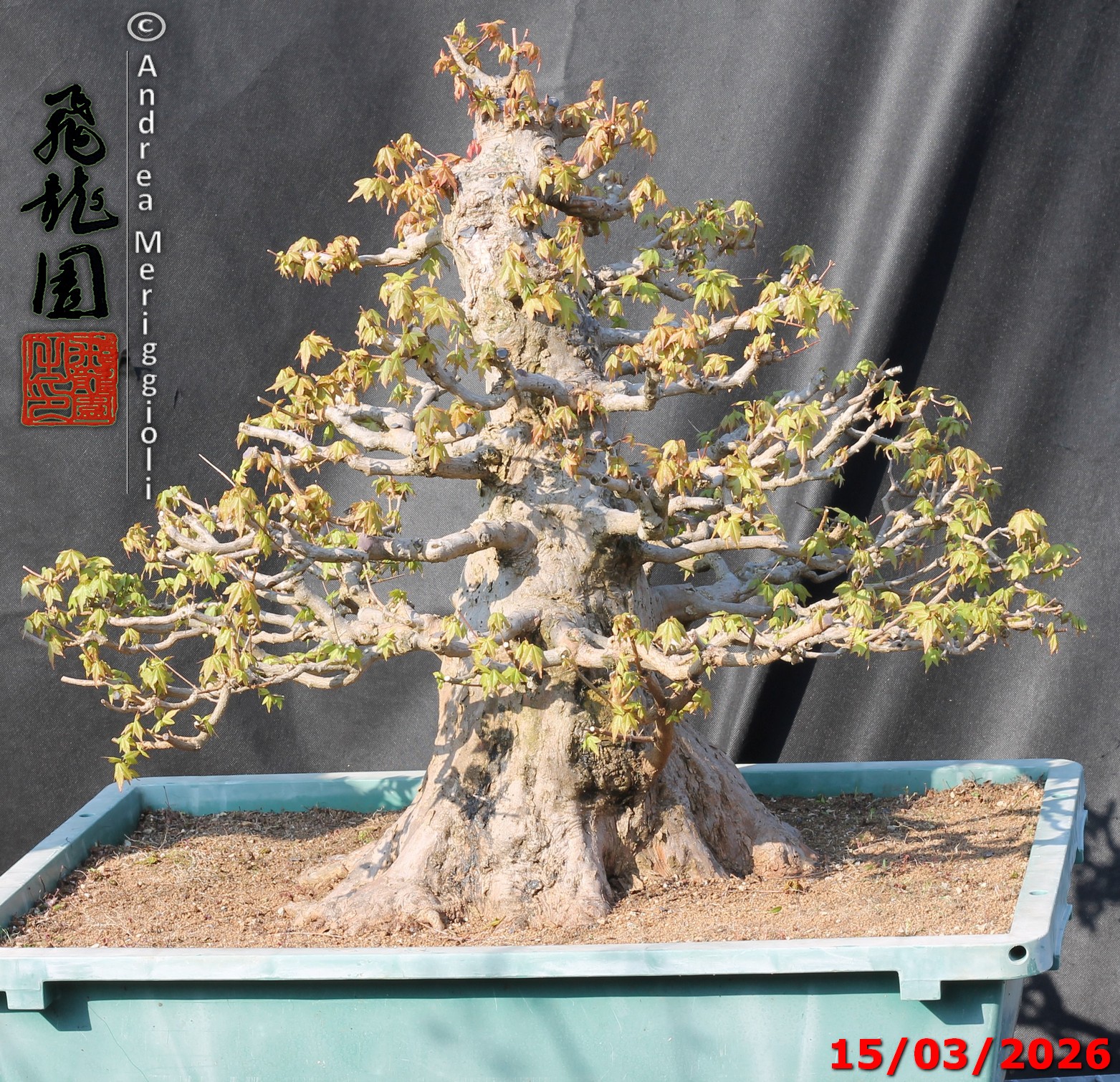 Acer buergerianum - immagine 9