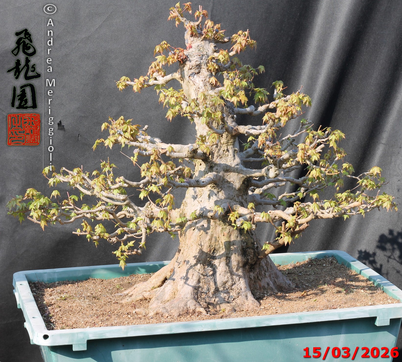 Acer buergerianum - immagine 8