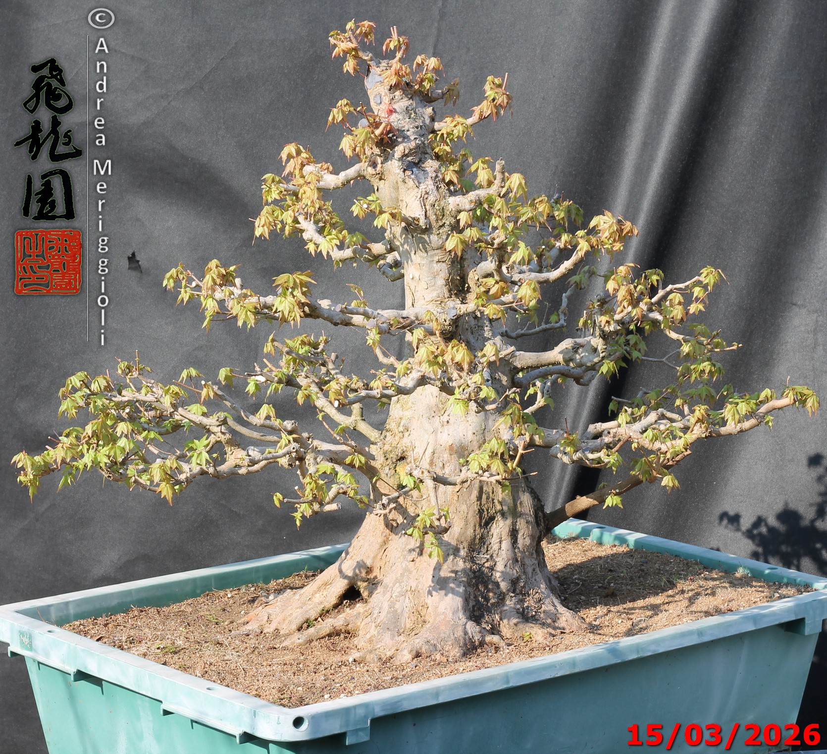 Acer buergerianum - immagine 7