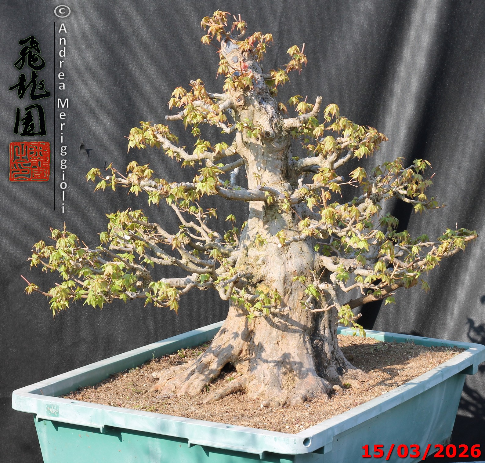 Acer buergerianum - immagine 6