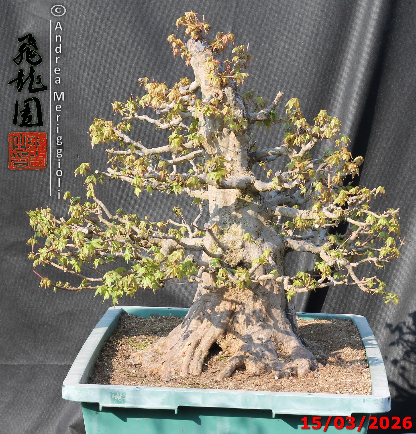 Acer buergerianum - immagine 5