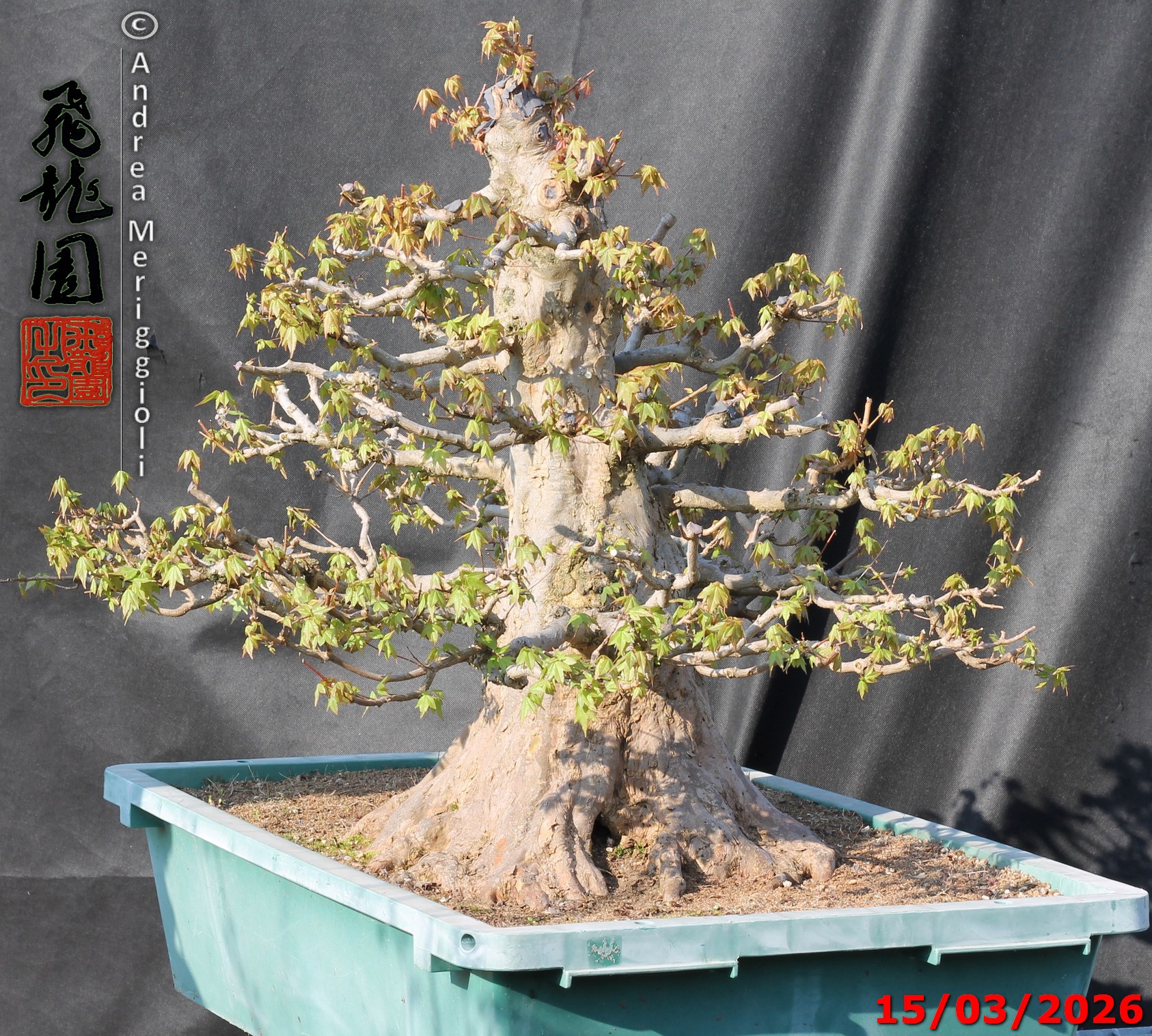 Acer buergerianum - immagine 4