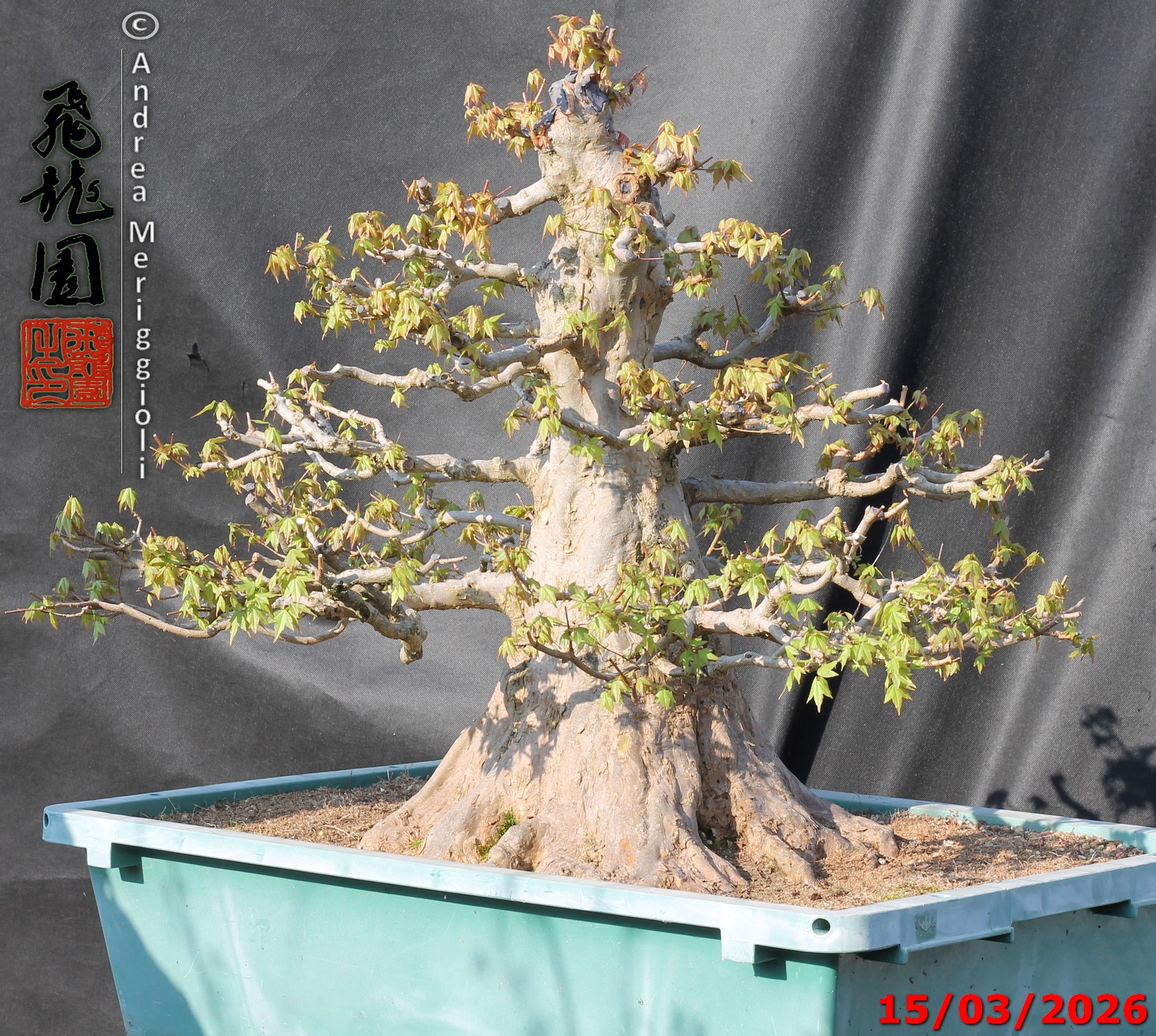 Acer buergerianum - immagine 3