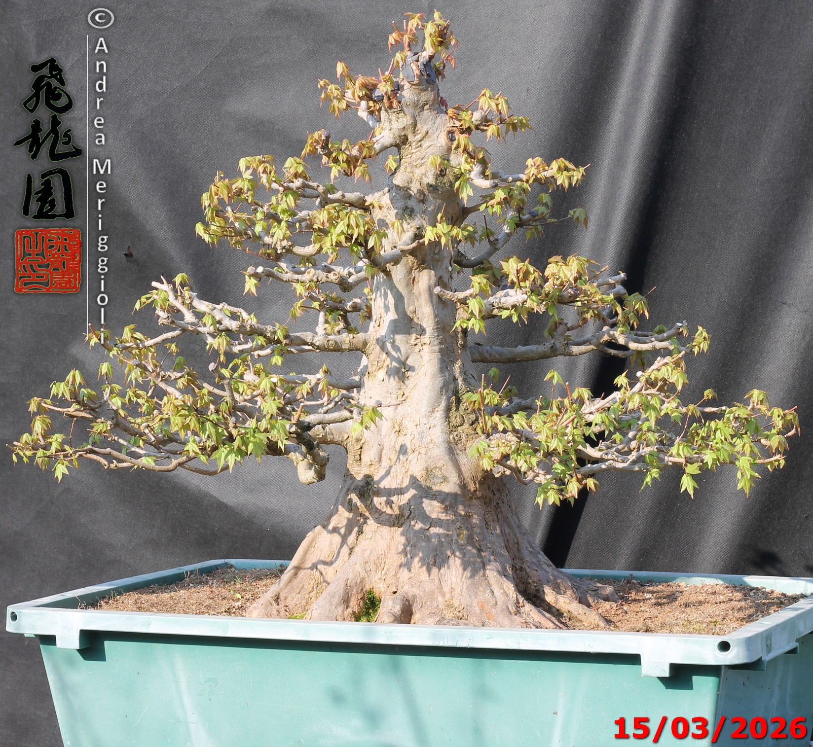 Acer buergerianum - immagine 2