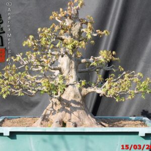 Acer buergerianum