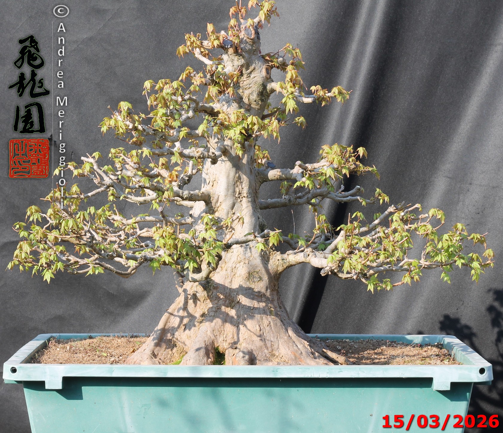 Acer buergerianum