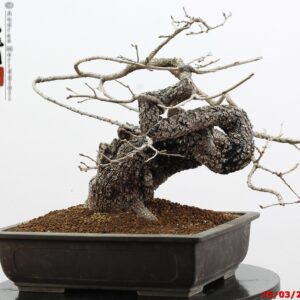 Quercus pubescens