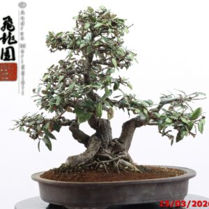 Elaeagnus