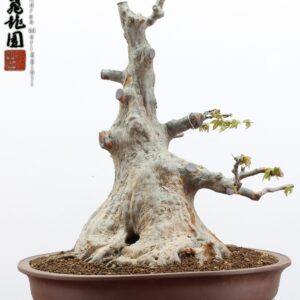 Acer buergerianum