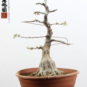 Acer buergerianum