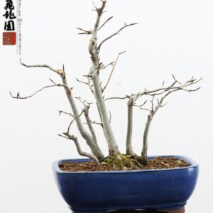 Fagus crenata