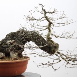 Quercus pubescens