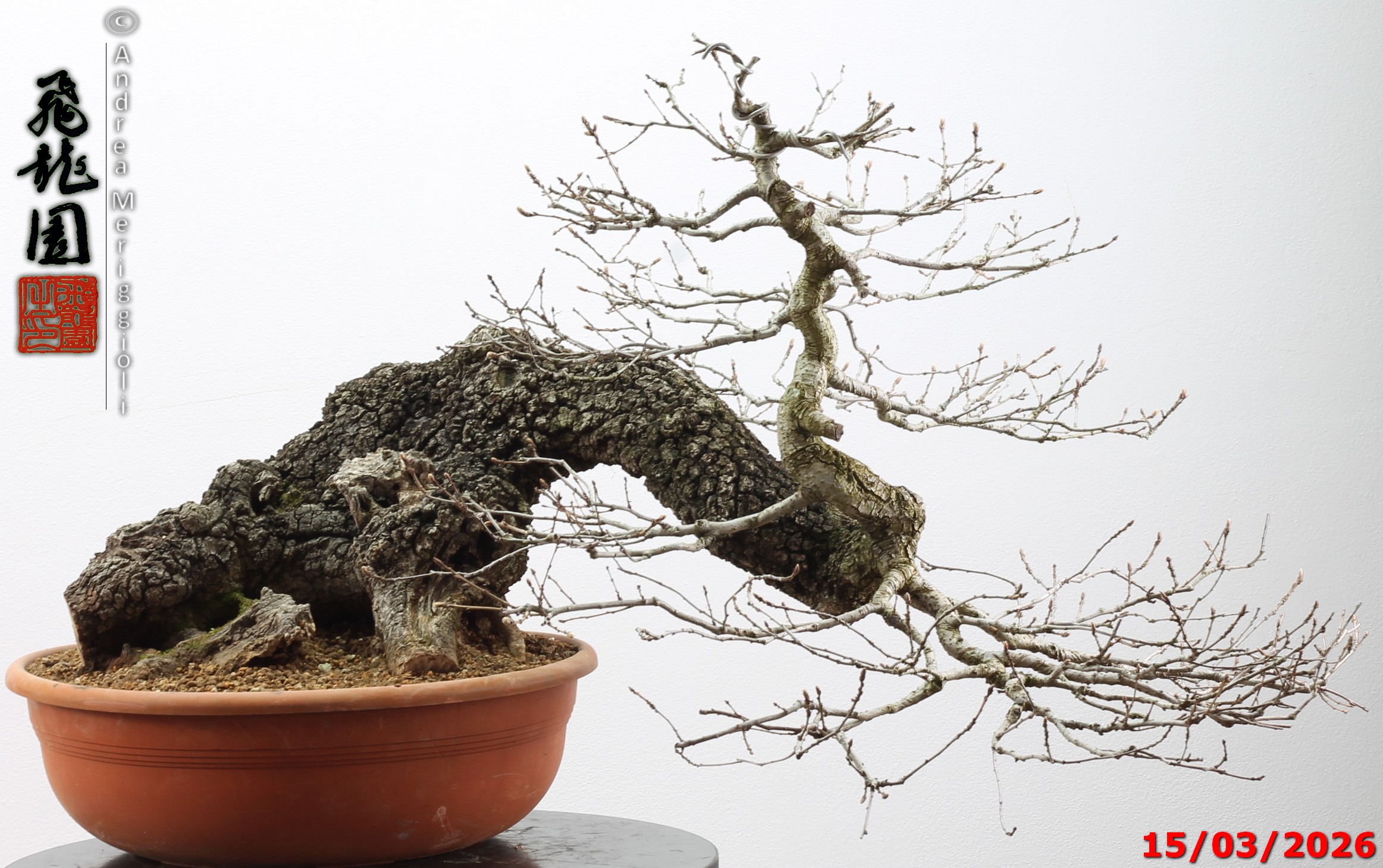 Quercus pubescens