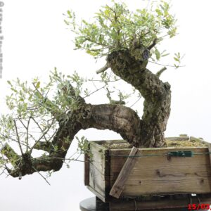 Quercus suber