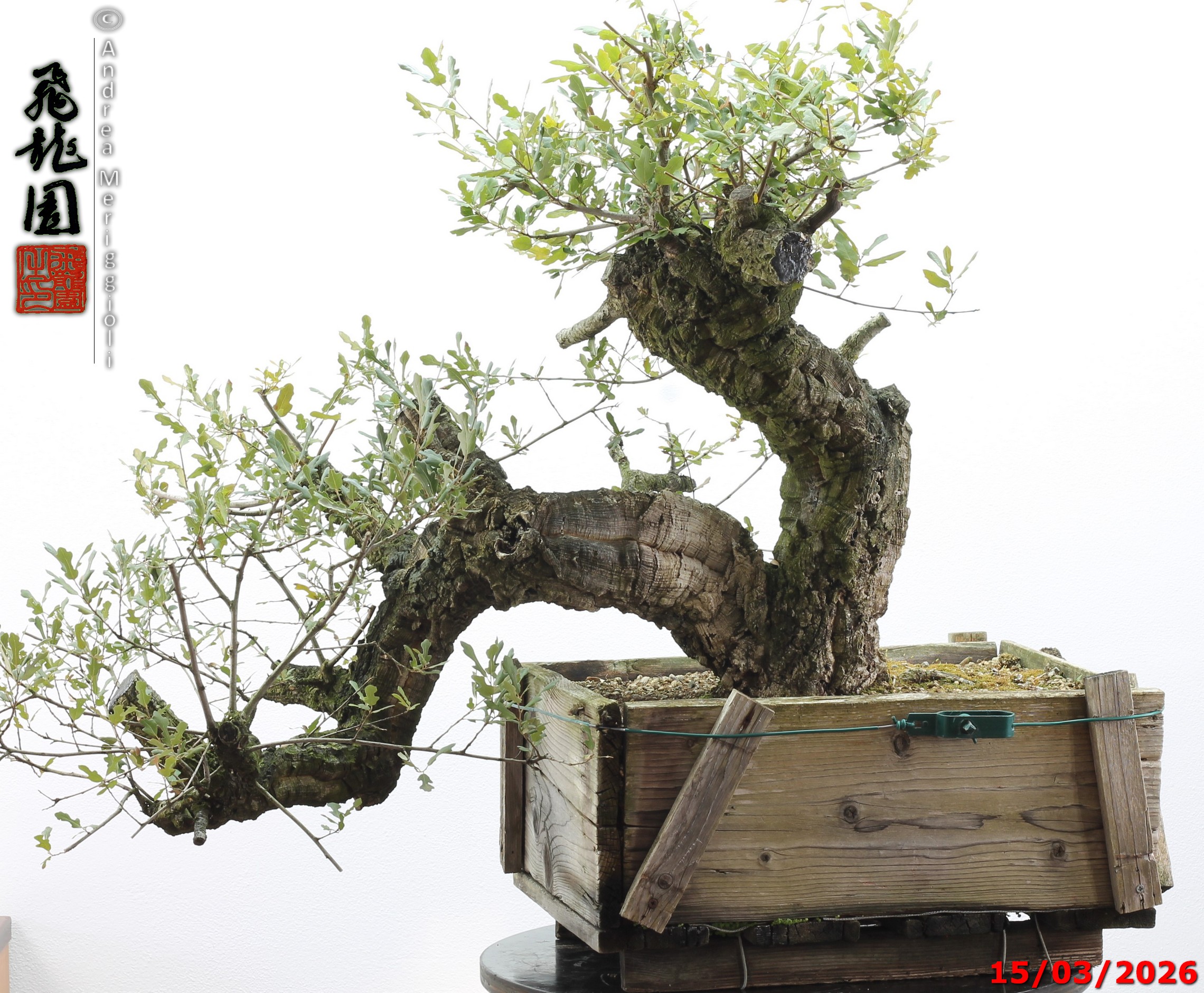 Quercus suber