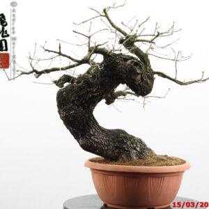 Quercus pubescens