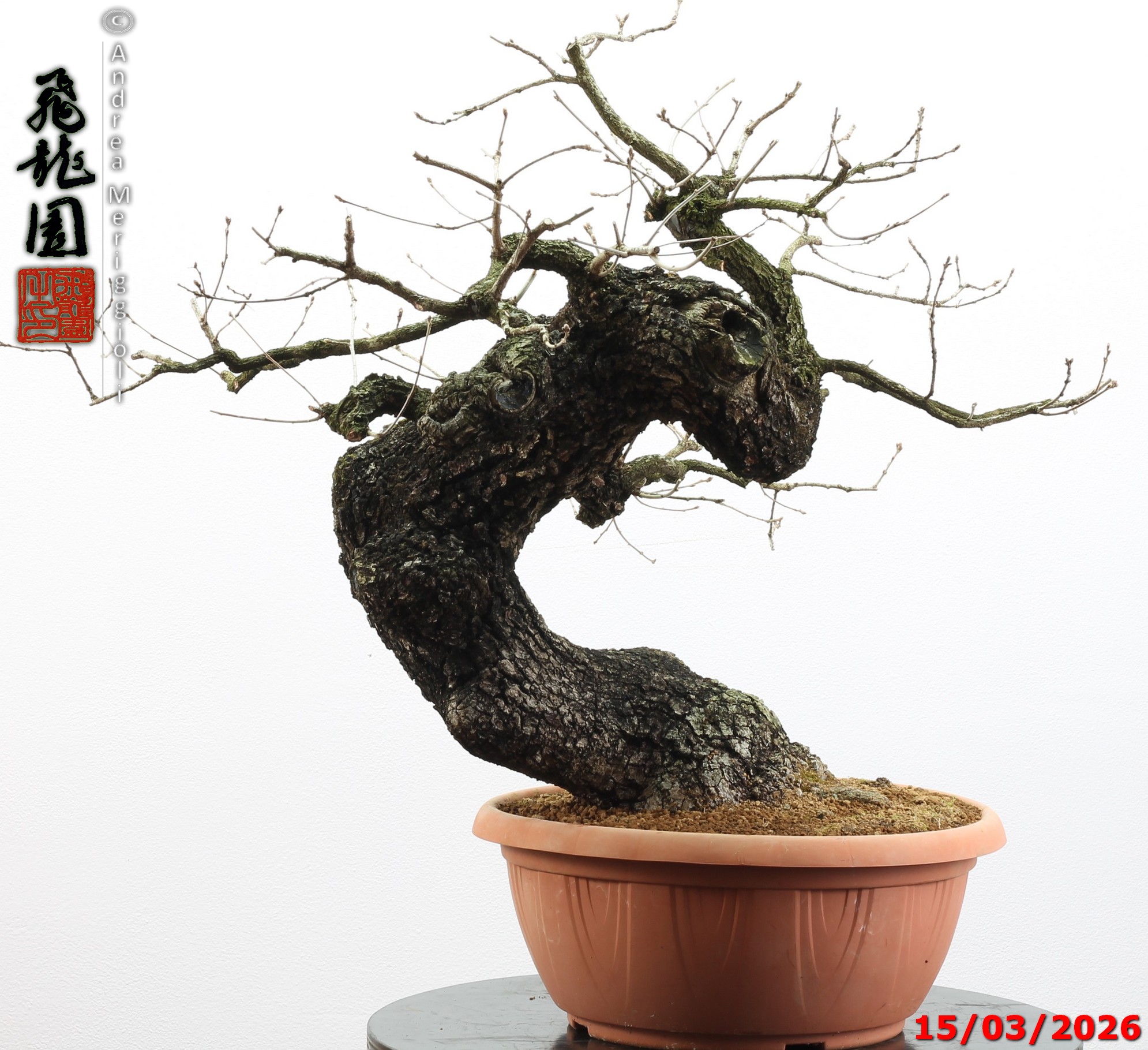 Quercus pubescens