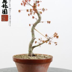 Acer palmatum