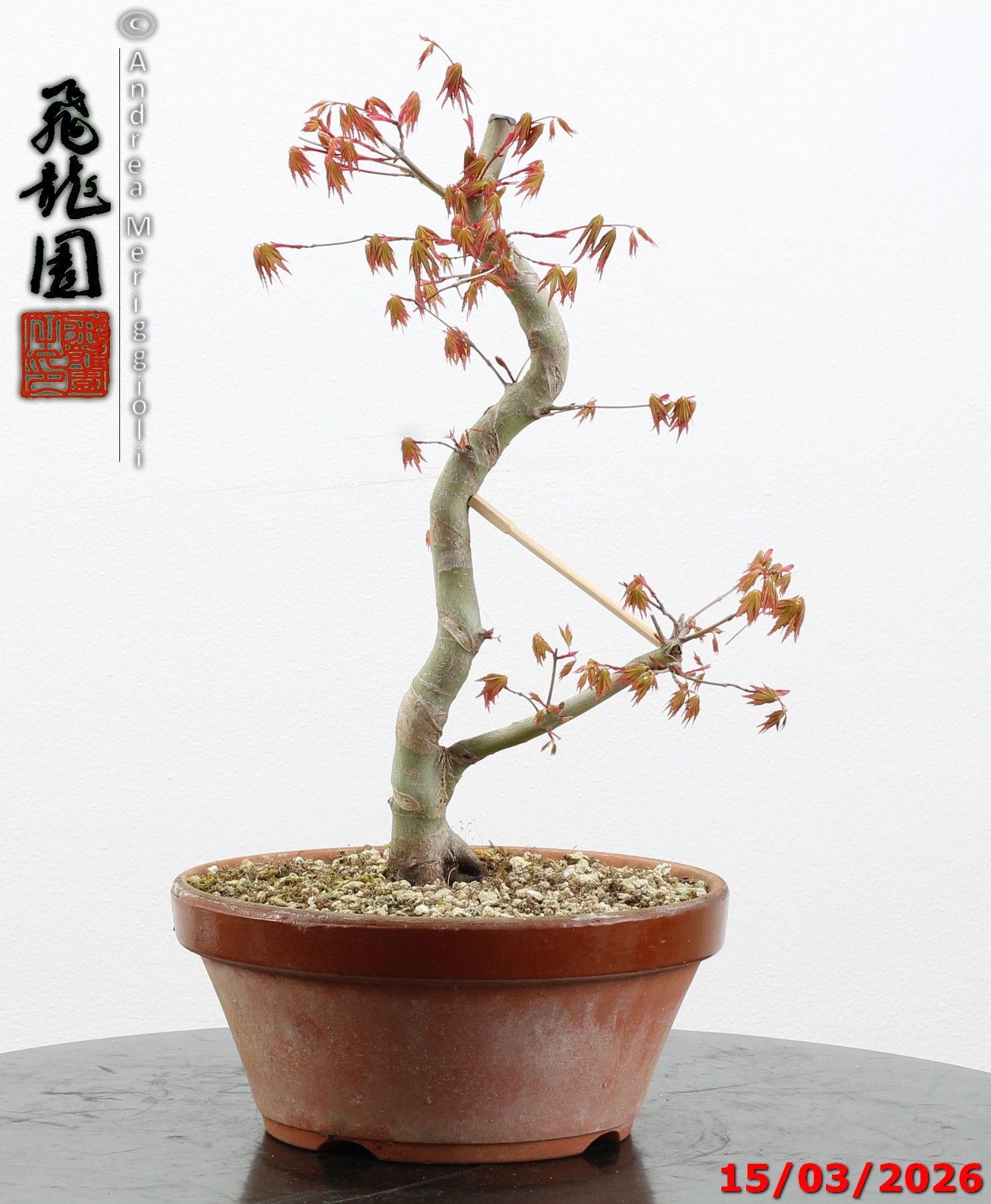 Acer palmatum