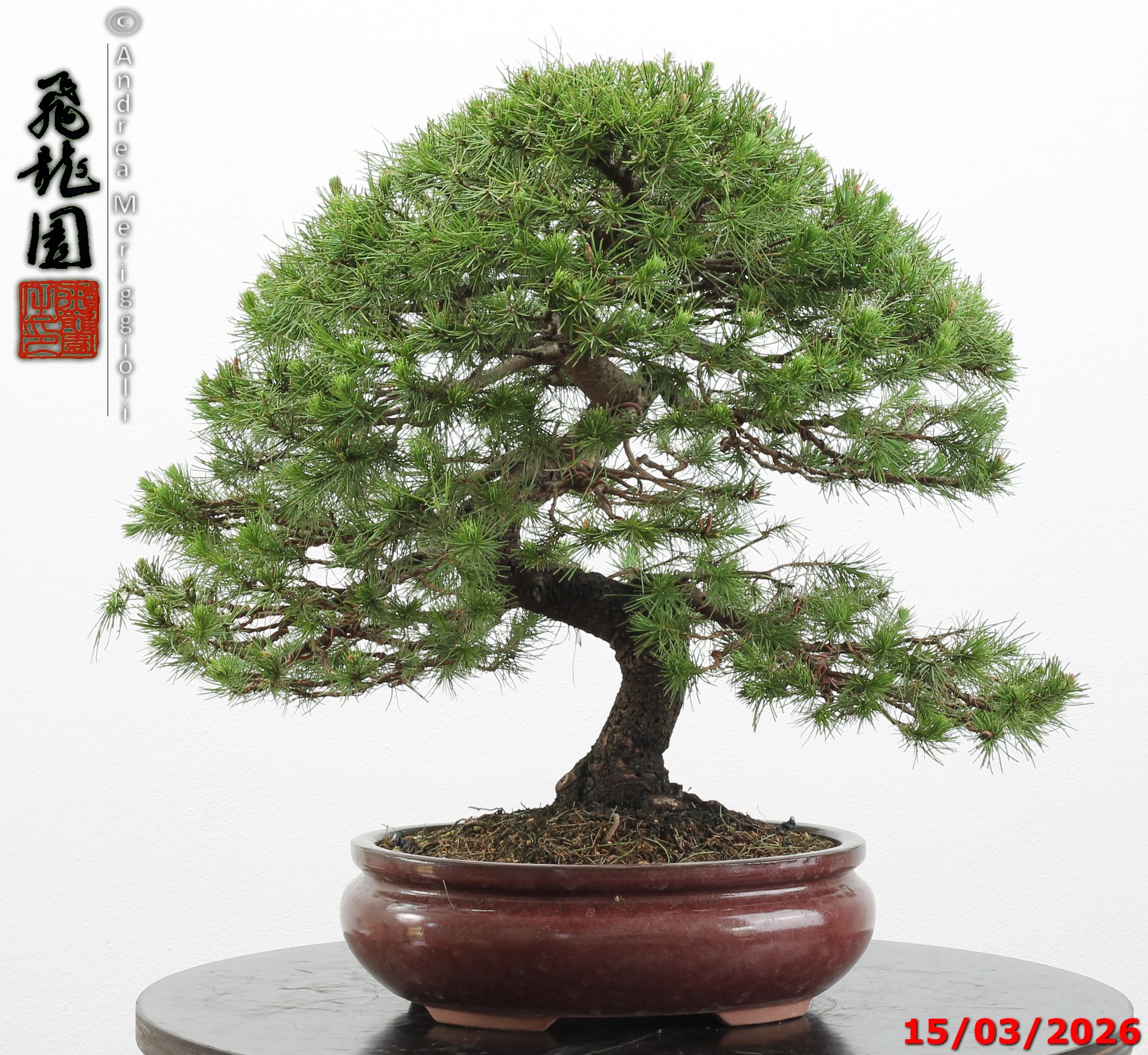 Cedrus libani - immagine 11