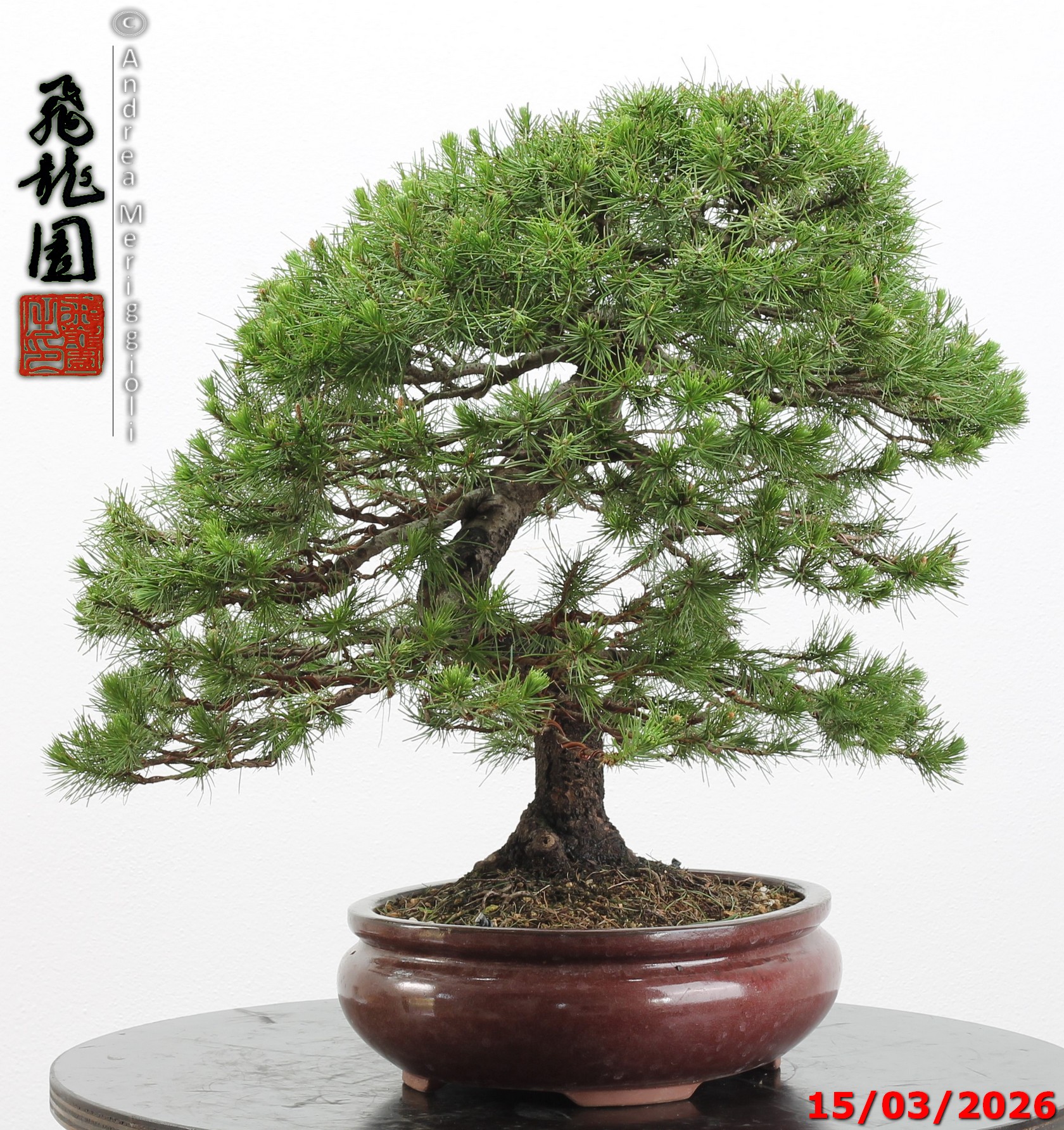 Cedrus libani - immagine 10